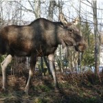 Harstadmoose1