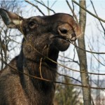 Harstadmoose2