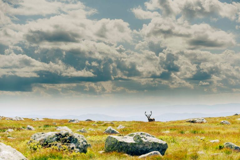 Restrictions aim to save wild reindeer
